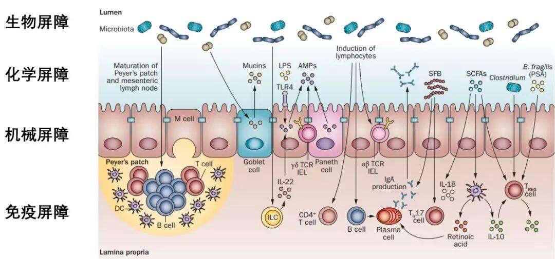 紧急提醒！新冠“腹泻株”XBB已入境，应对腹泻做好“一要二不要”！