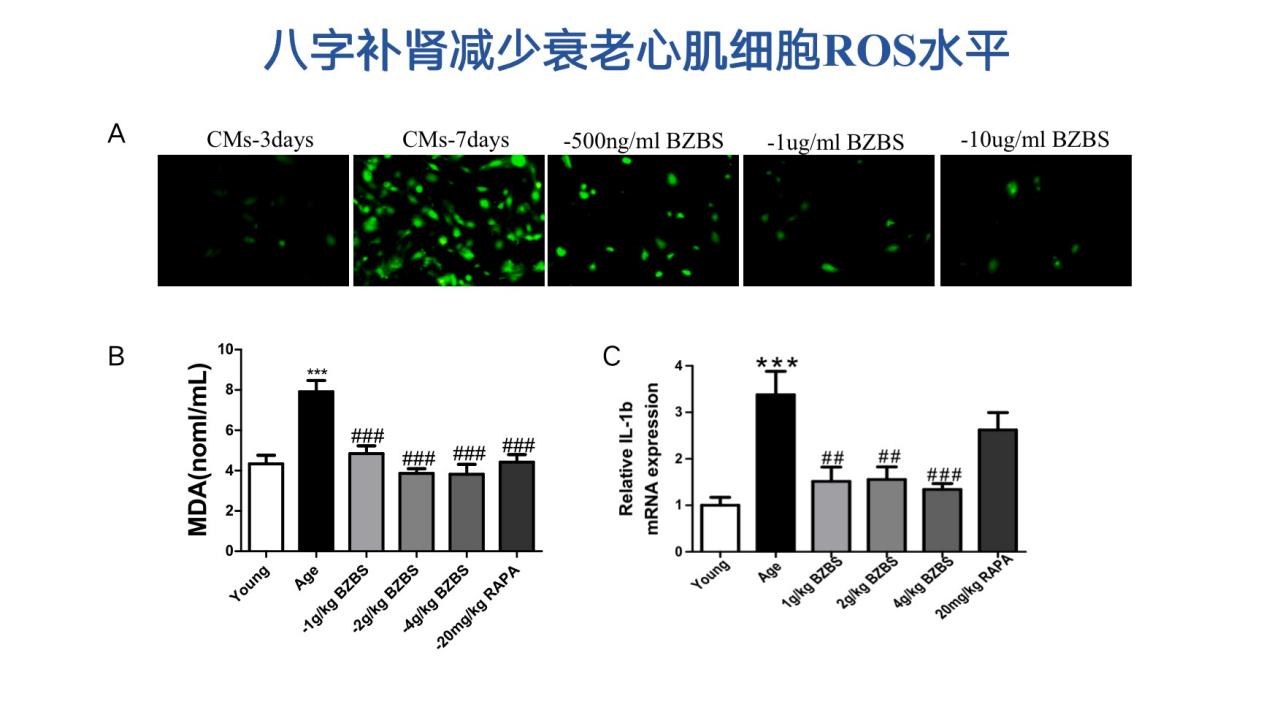 心衰患者有福了！中药抗心脏衰老最新科研成果亮相国际络病学大会
