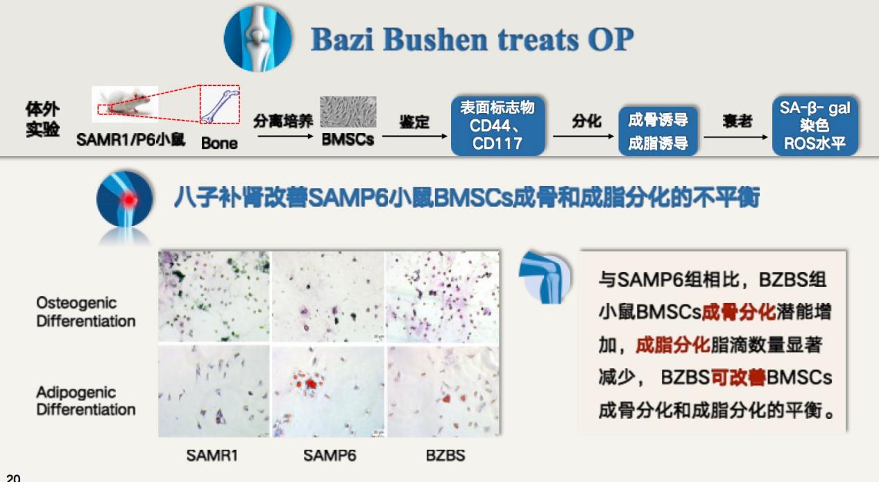 骨质疏松有解了？第十九届国际络病学大会揭秘中医抗衰最新进展