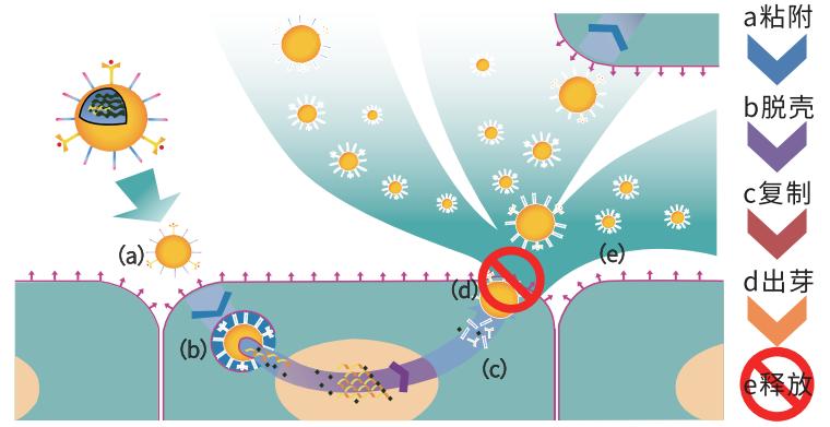 孩子病毒性感冒高烧不退怎么办？及时治疗是关键！