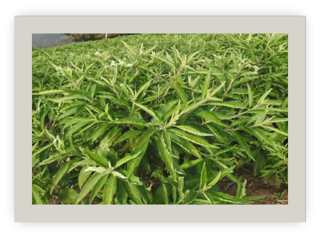 千年苗药道地药材  咽立爽口含滴丸 再次登榜2022年－2023年“中国家庭常备药”