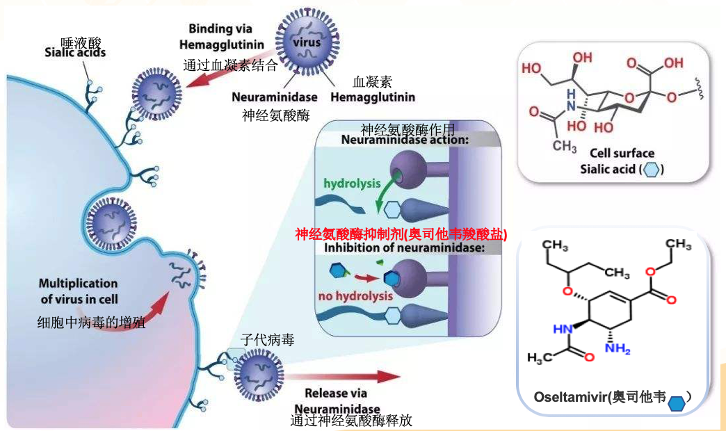 从北京奥司他韦销量增1.6倍看抗流感为啥用“他”
