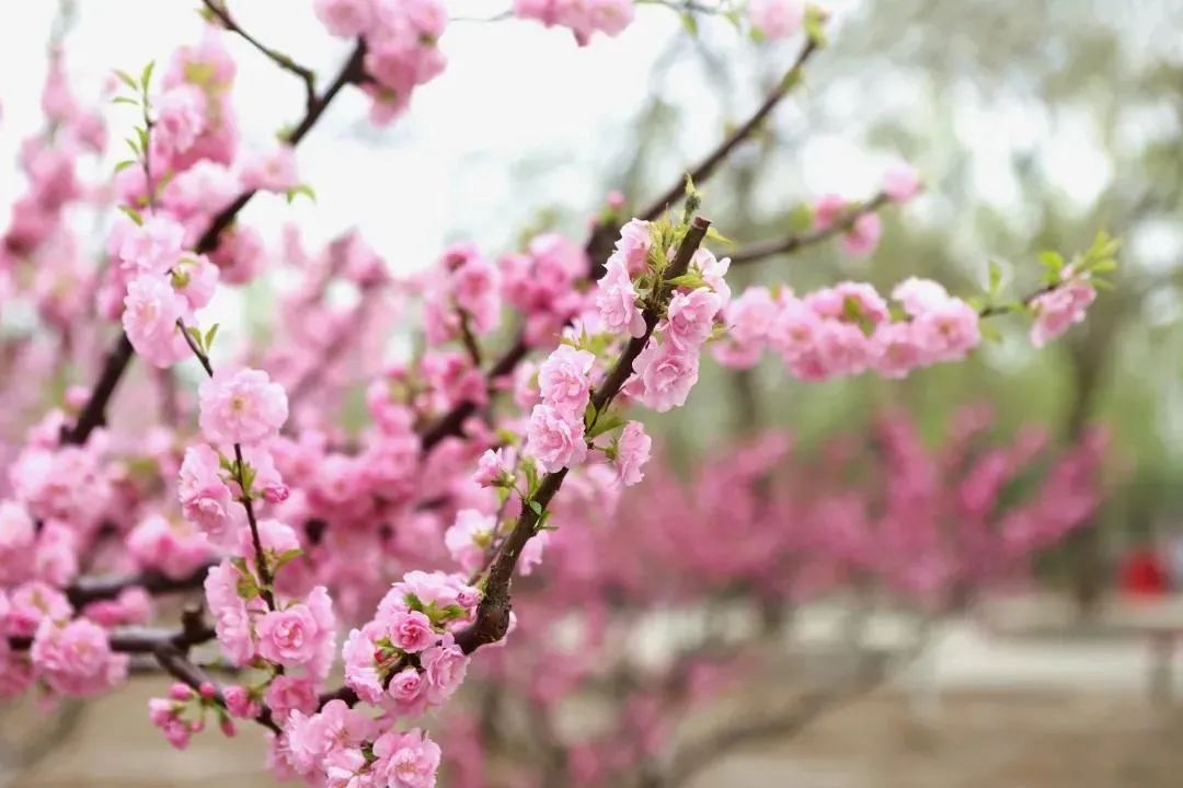 清明假期出游，京万红为您准备了一份必备物品清单，注意查收！