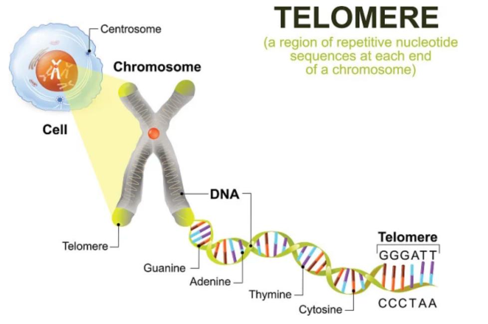 剑桥科学家曾预言：20年内解决衰老！如今只剩5年，到哪步了？