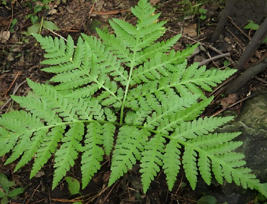 伤科灵喷雾剂的功效是什么？有什么注意事项