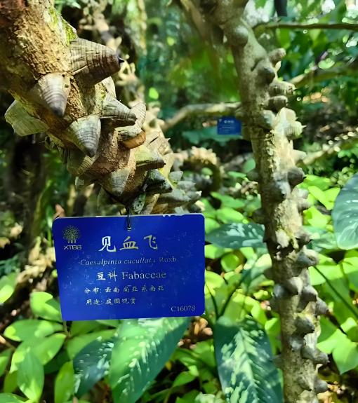 伤科灵有哪些成分？主要适用于什么方面