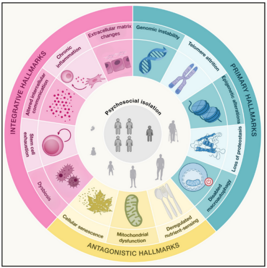 揭晓十大前沿抗衰老方案，让“逆龄”成为现实！