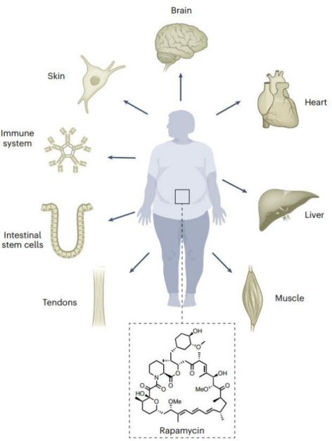 从延年益寿到健康长寿：循证医学引领抗衰老策略革新，十大科学抗衰老方法助力健康老去！