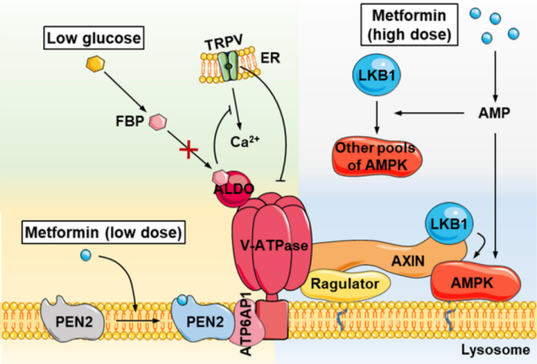 十大高效抗衰方法，抗衰不踩坑！