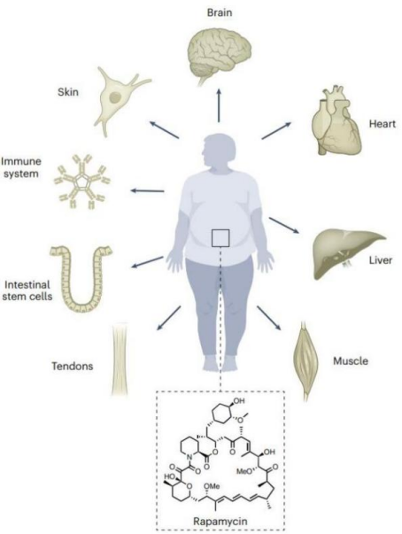 十大经典抗衰药物全览，八子补肾胶囊C位出圈！