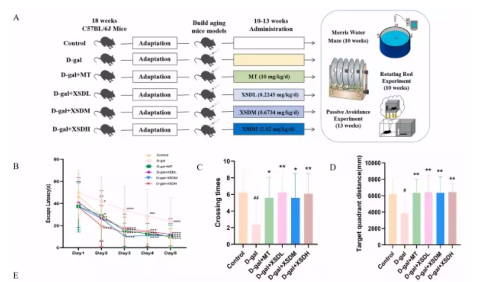 抗衰新潮流！经典中医+现代实验：权威研究揭秘抗衰核心