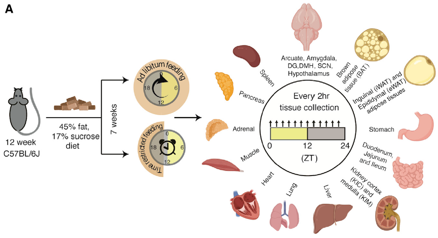 抗衰新策略！研究揭示十大抗衰老核心机制，健康长寿新趋势不容错过！