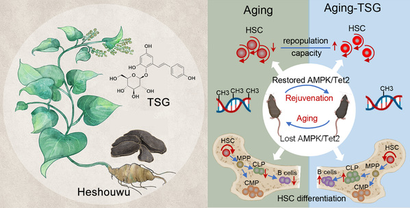 抗衰新潮流！经典中医+现代实验：权威研究揭秘抗衰核心