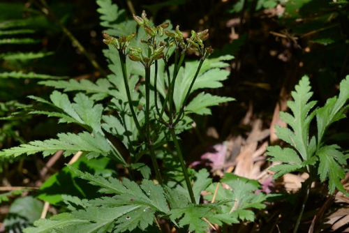 《旭华制药：严选道地药材，守好中药品质第一关！》