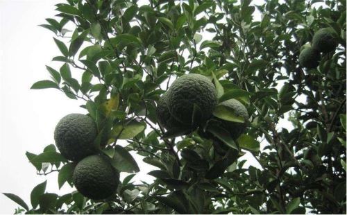 《旭华制药：严选道地药材，守好中药品质第一关！》