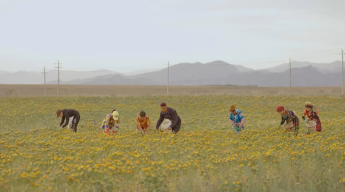 绿色与智能是竞争力！步长制药如何用绿色“智”造焕新本草香？