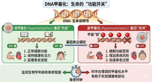 为什么有人60岁像45岁？八子补肾研究成果：关键调节DNA的“开关”